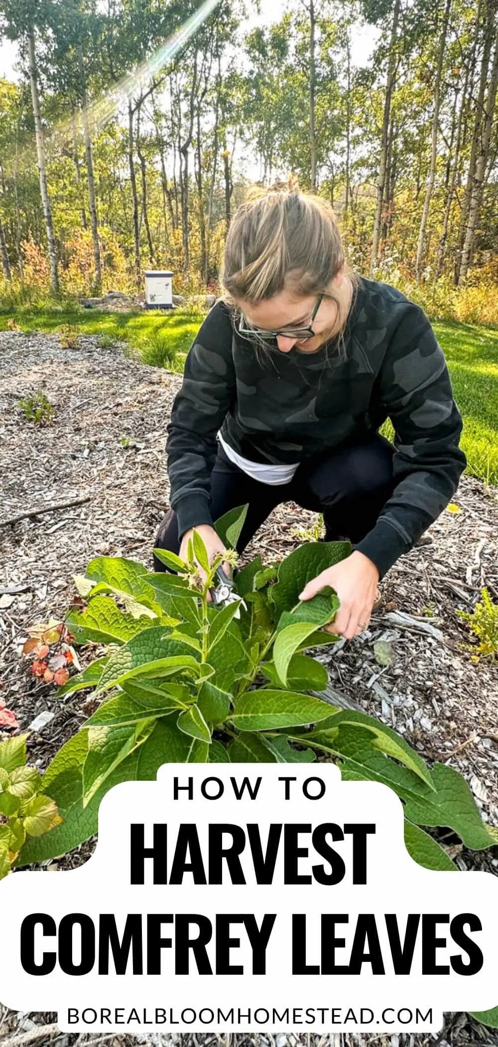 Harvesting comfrey pinterest graphic. 