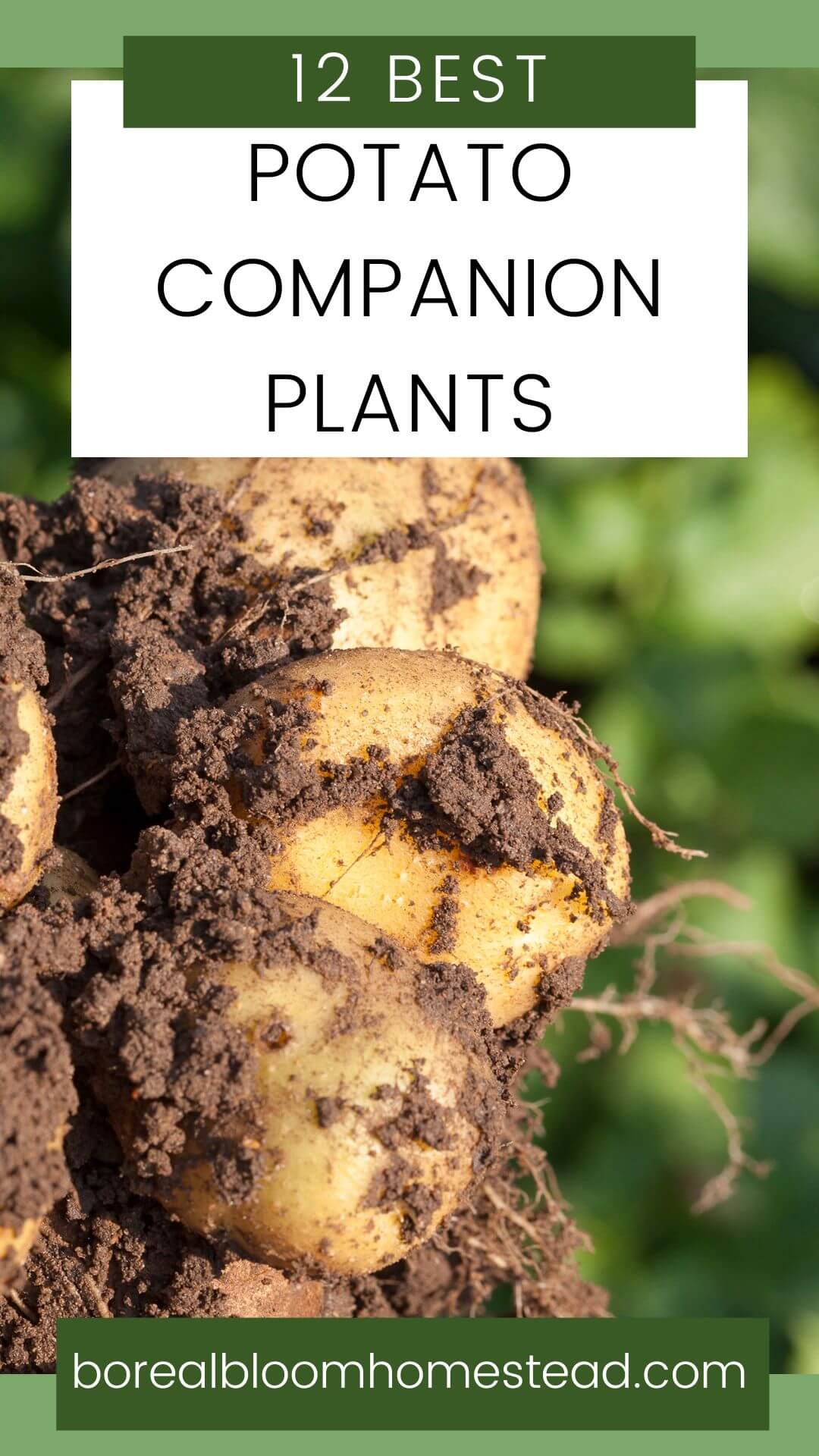 Potato companion plants pinterest graphic.