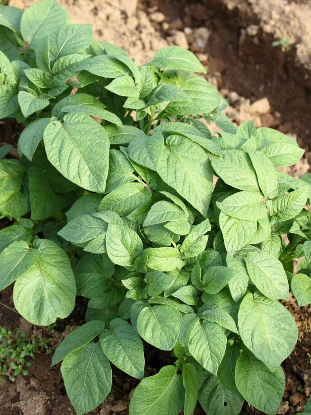 Green leafy potato plant. 
