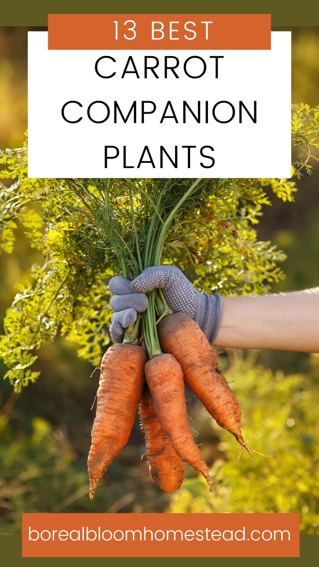 Best carrot companion plant pinterest graphic.
