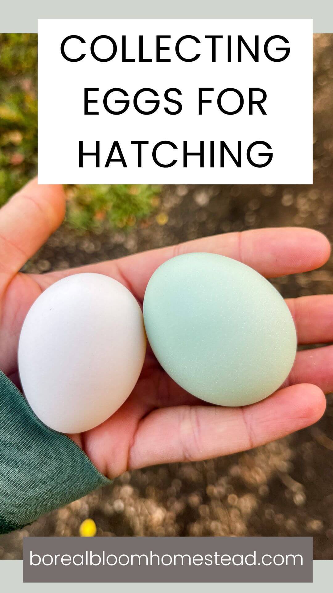 Collecting eggs for hatching pin graphic. 