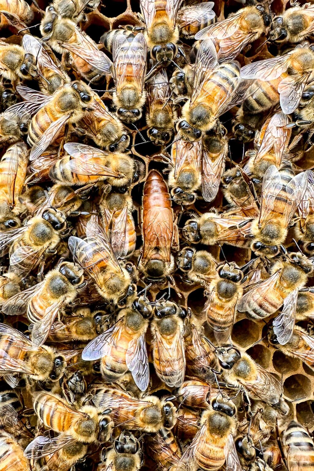 How To Start Beekeeping | Boreal Bloom Homestead