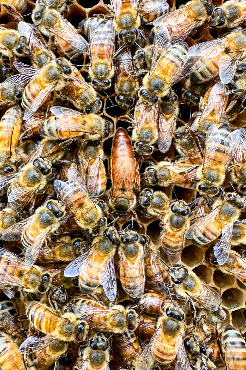 Feeding Bees In The Spring | Boreal Bloom Homestead