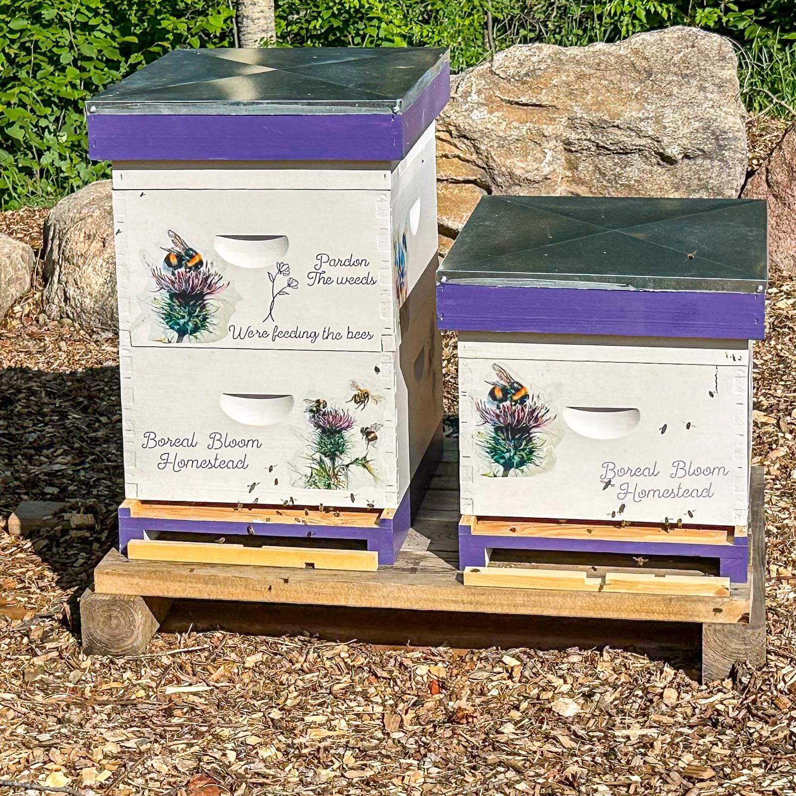 Our first hives in the apiary.